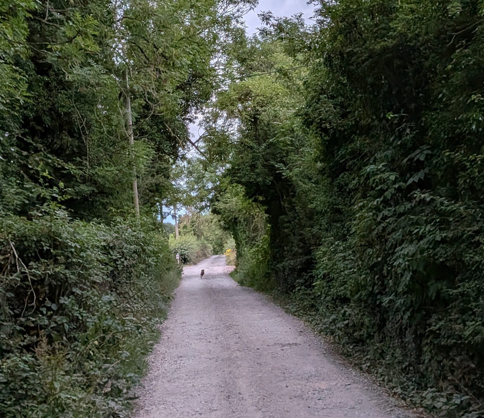 Bernard as a tiny dark speck far up a tree-lined gravel trail
