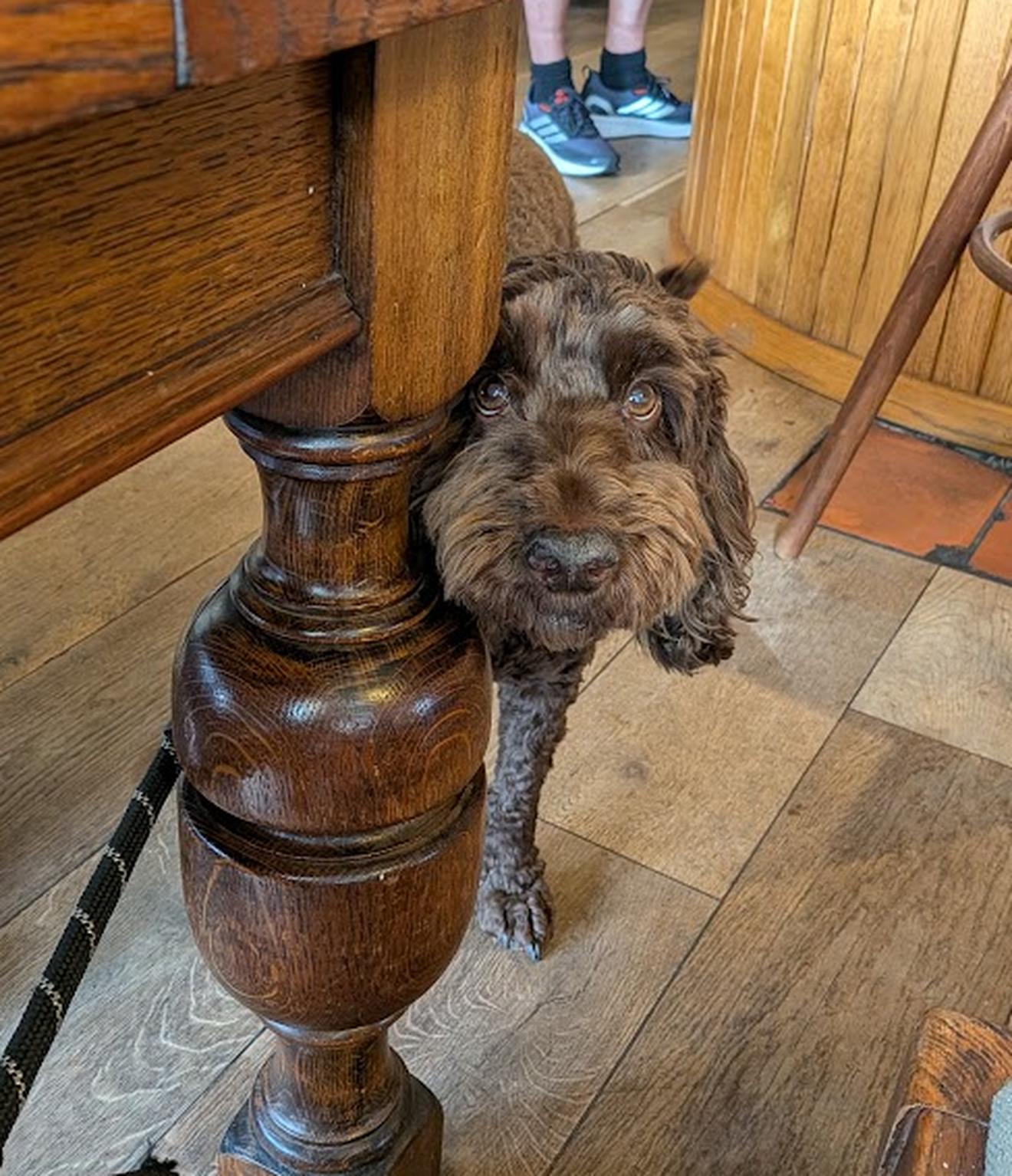 Bernard the brown cockapoo peering round a pub table leg, looking directly at the camera